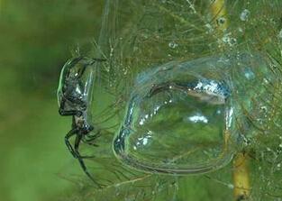 水蜘蛛图片,水中精灵的神秘世界