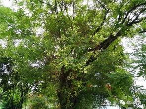 槐米树资料,自然界的绿色瑰宝与药用价值探秘